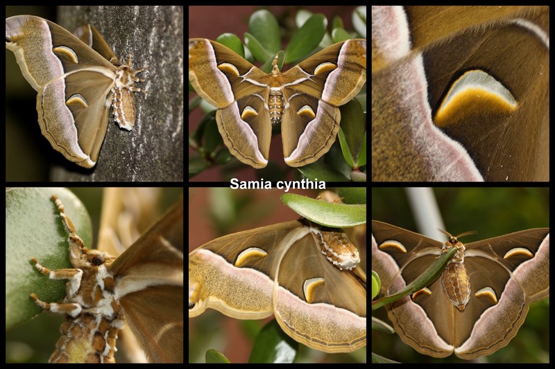 Samia cynthia, Saturniidae